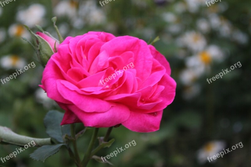 Rose Flower Nature Plants Garden