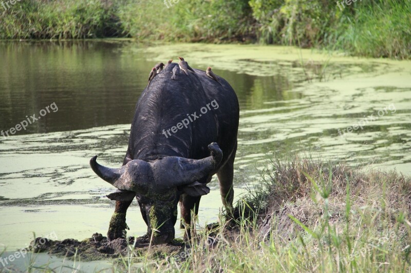 Buffalo Wild Animal Water Safari South Africa