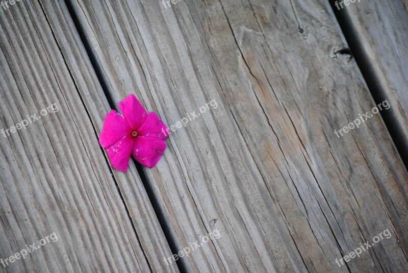 Flower Purple Impatiens Plant Nature