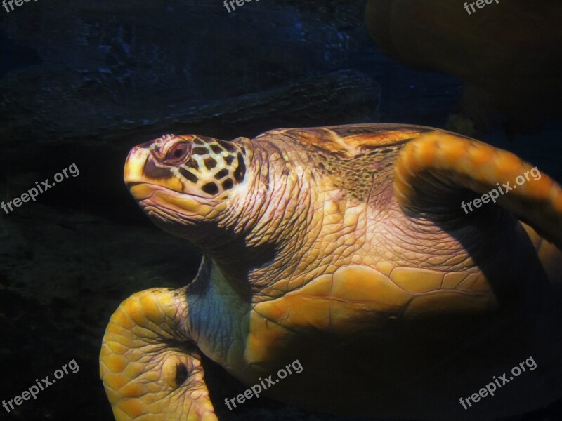 Turtle Water Sea Ocean Animal