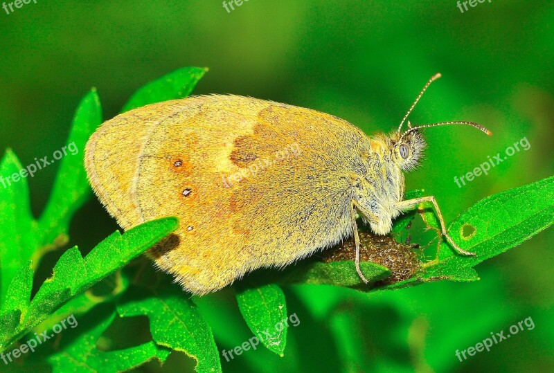 Insects Moth Butterfly Macro Free Photos