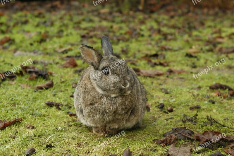 Rabbit Bunny Pet Nature Free Photos