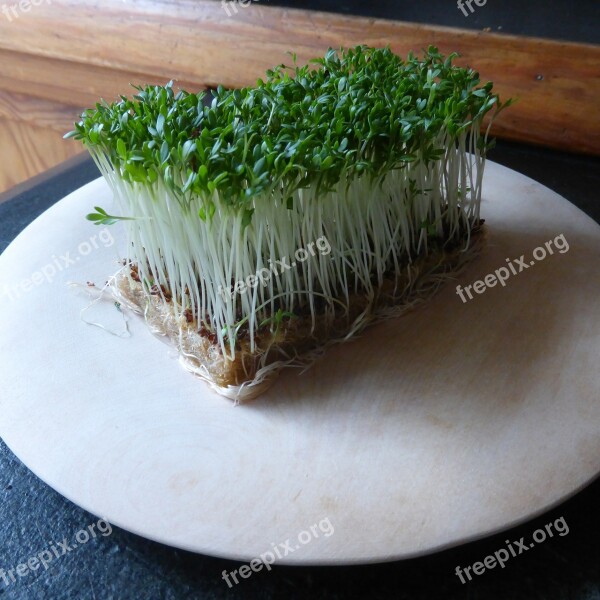 Cress Herbs Green Plant Spice