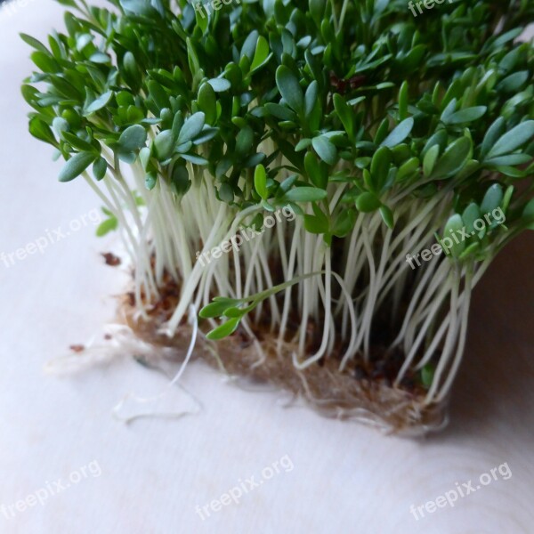 Cress Herbs Green Plant Spice