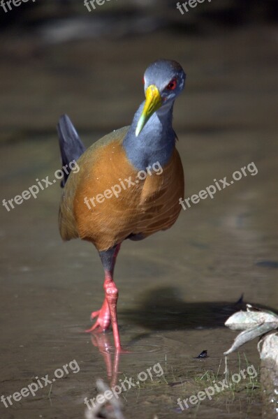 Water Rail Bird Llanos Venezuela Animal