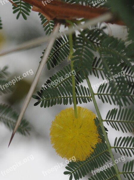 Mimosa Flower Thorn Thorny Yellow