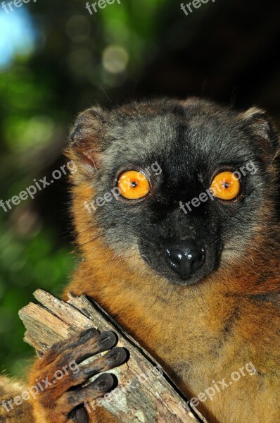 Monkey Maki Lemur Monkey Mayotte Animals