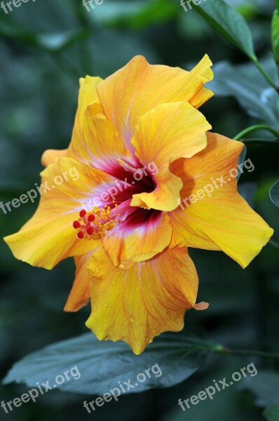 Hibiscus Flower Nature Mayotte Yellow