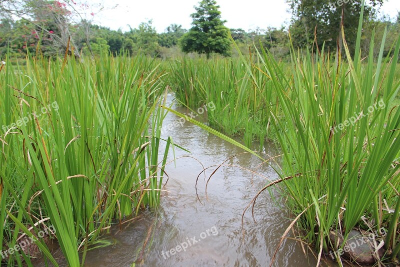 Grassland Streams Creek Free Photos