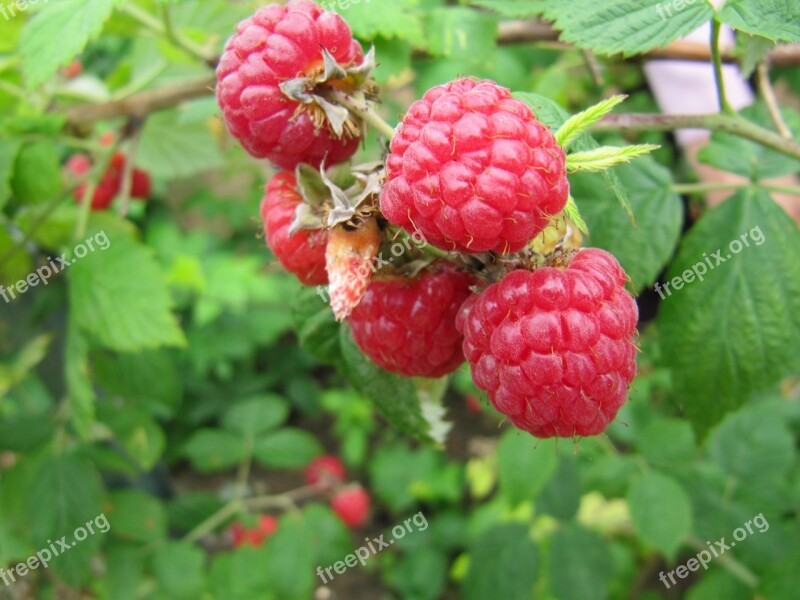 Raspberries Fruit Growing Ripening Berry