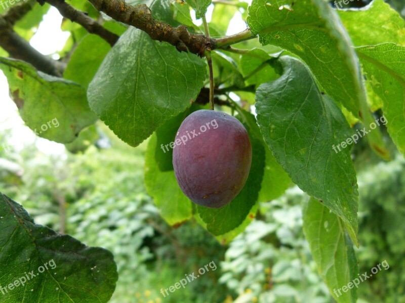 Plum Tree Ripening Branch Fruit