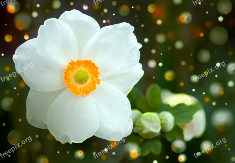 Summer Anemone Anemone Blossom Bloom White