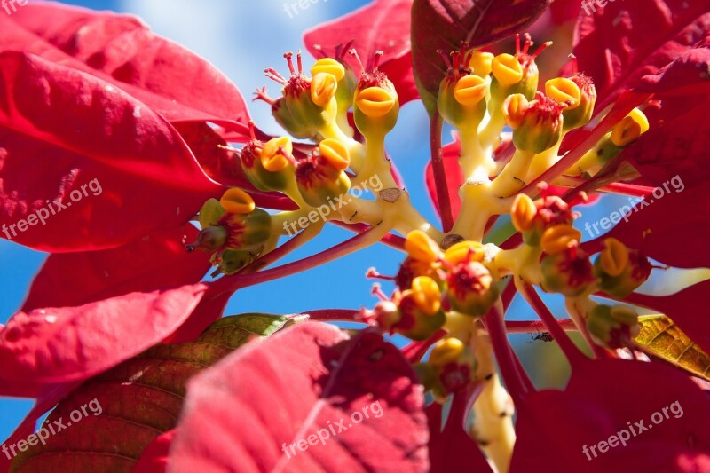 Poinsettia Euphorbia Pulcherrima Adventsstern Christmas Star