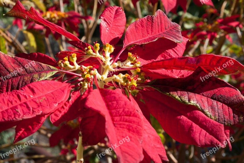 Poinsettia Euphorbia Pulcherrima Adventsstern Christmas Star