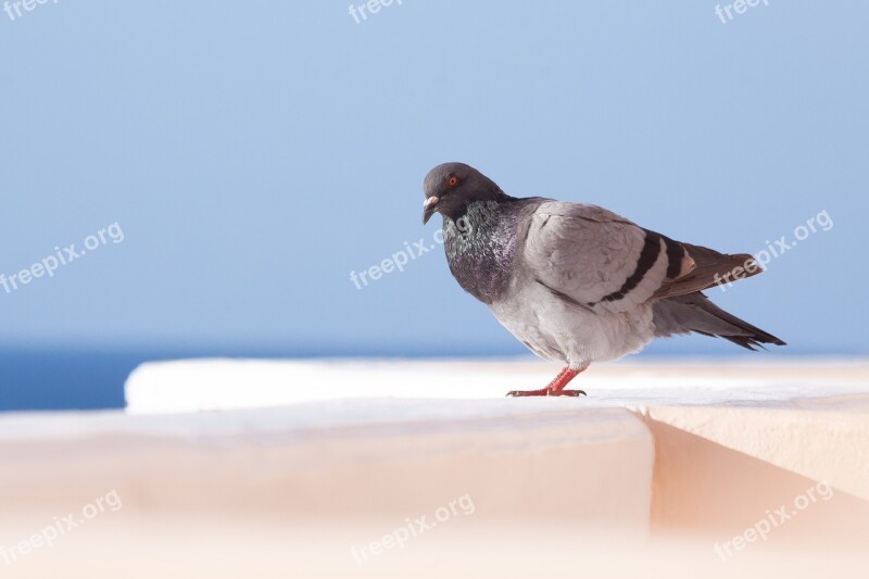 Dove Parapet White Sky Sea