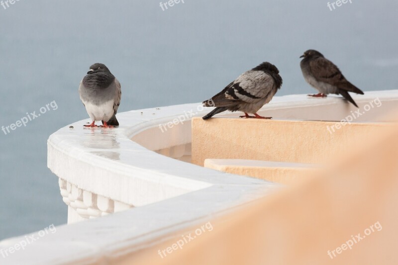 Rain Pigeons Wet Parapet Mirroring