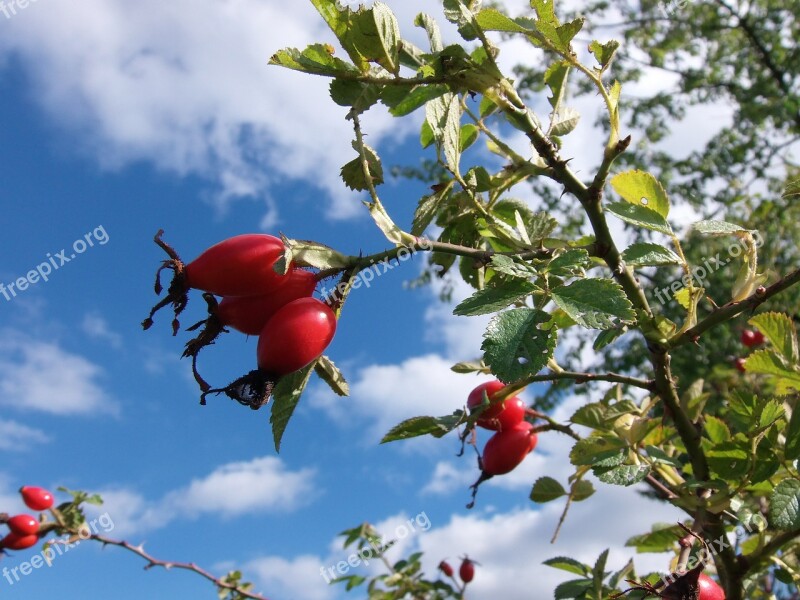 Rose Hip Fruits Autumn Red Nature