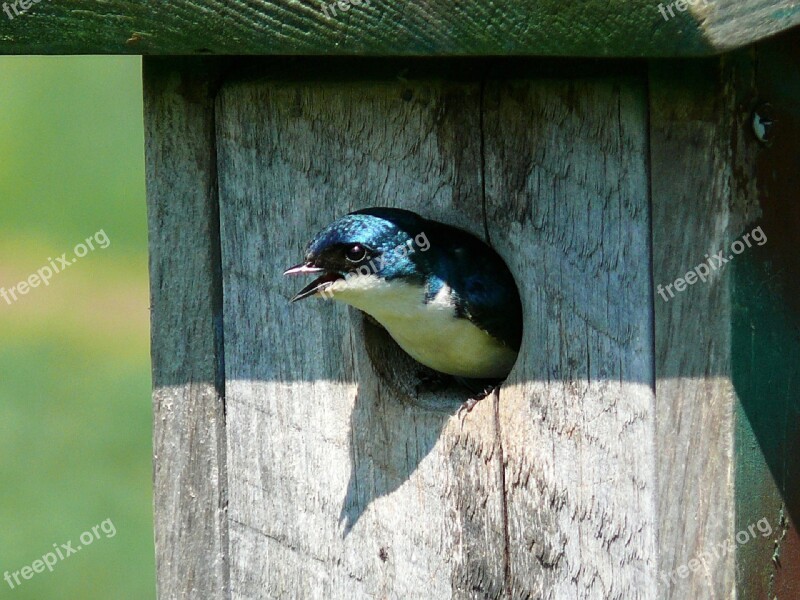 Bird Tree Swallow Swallow Birdhouse Wildlife