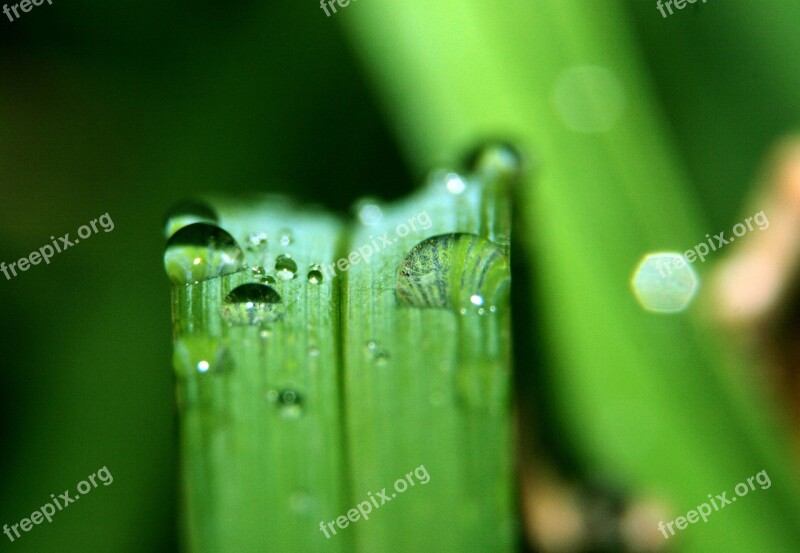 Grass Nature Drop Macro Leaves