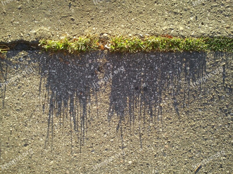 Grass Asphalt Shadow Blades Of Grass Free Photos