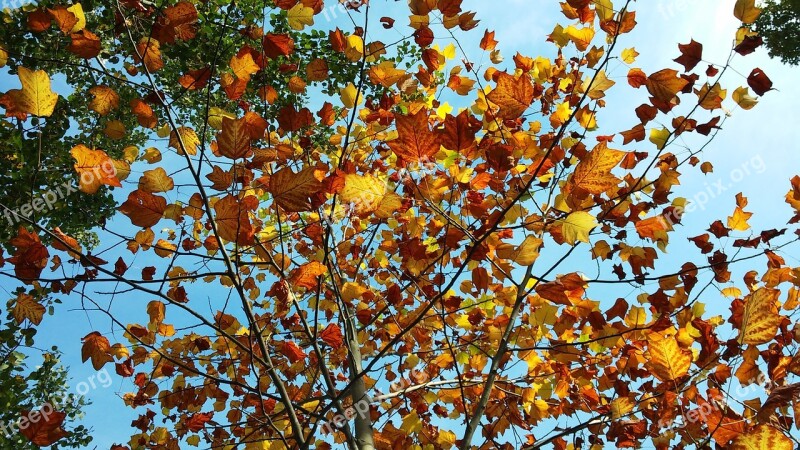 Leaves Autumn Yellow Brown Branches