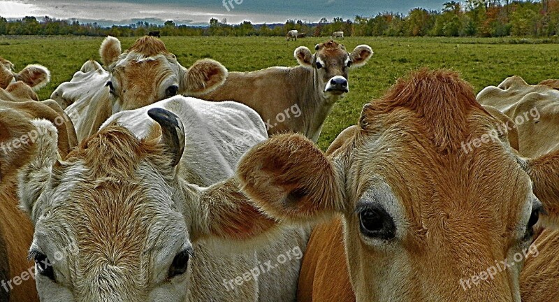 Cows Bovine Cattle Animal Nature