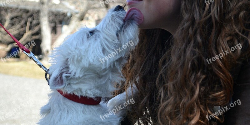 Westie Dog Kisses Outdoors Outside