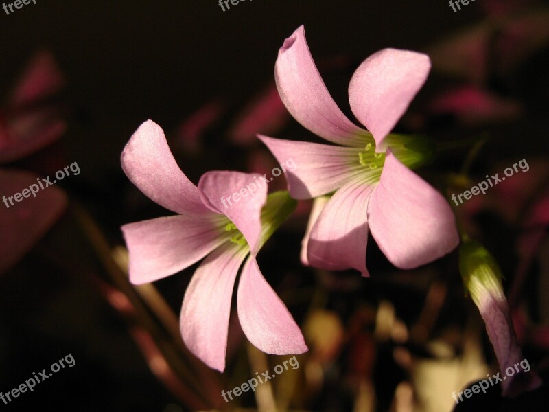 Red Clover Bloom Spring Light Pink