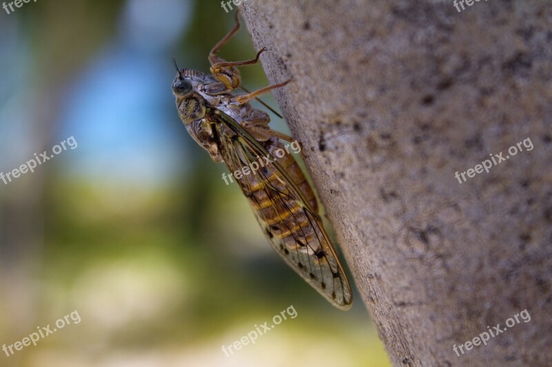 Cicada Insect Summer Free Photos