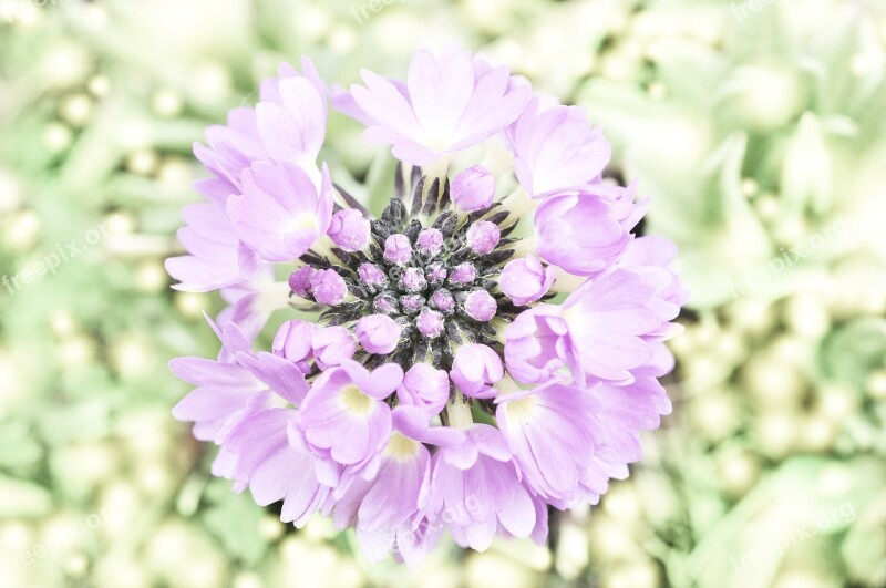 Drumstick Flower Plant Blossom Bloom