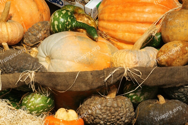 Pumpkin Squash Vegetables Markets Rome