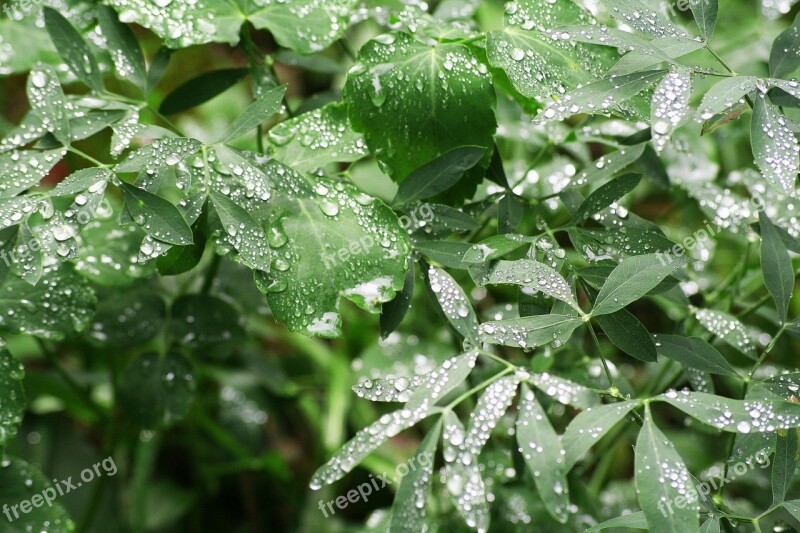 Rain Nature Leaves Dew Drop Drop