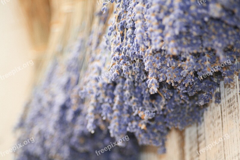 Lavender Provence Flower Dried France