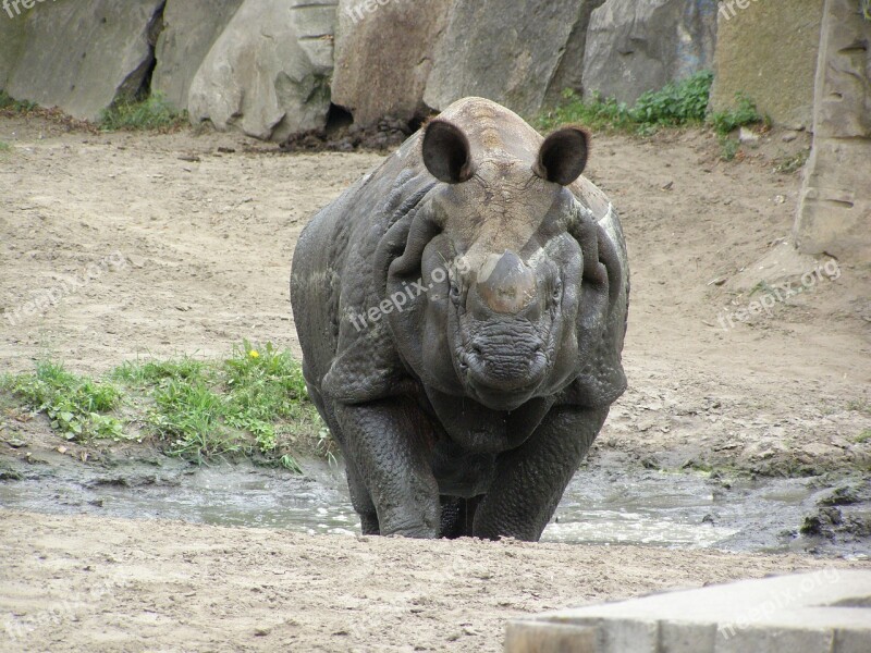 Rhino Zoo Fauna Africa Free Photos