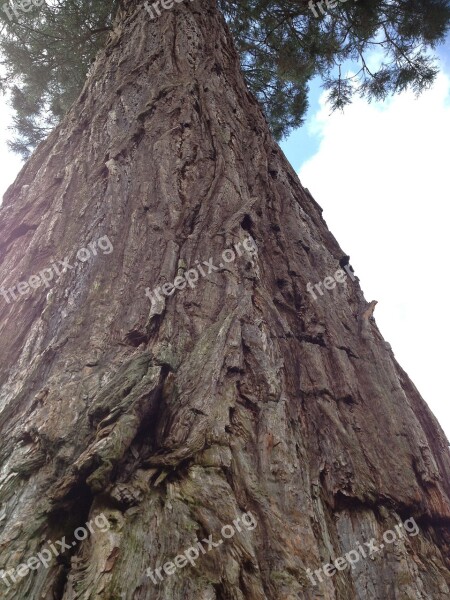 Redwood Sequoia Tall Tree Tree Bark Rough