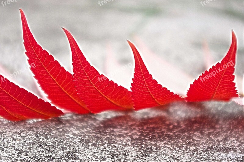 Foliage Red Autumn Leaves Macro