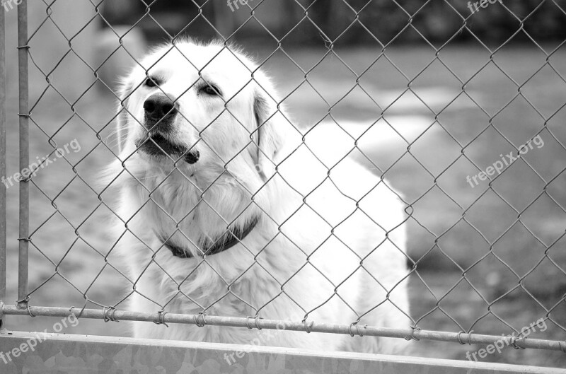 Slovak čuvač White Dog The Threat Of Barking Babysitting