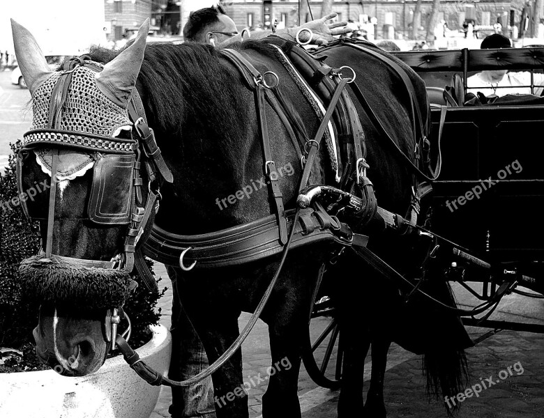 Horses Black And White Reflection Cooperation Sled