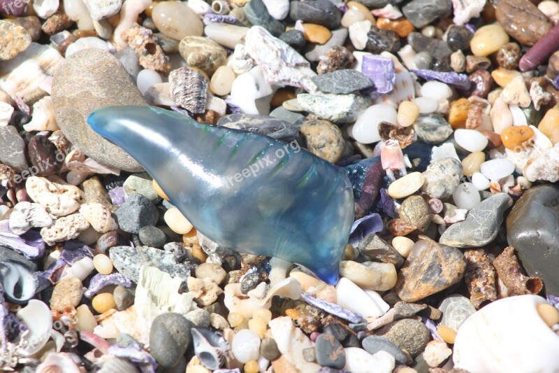 Bluebottle Jellyfish Sealife Aquatic Sting