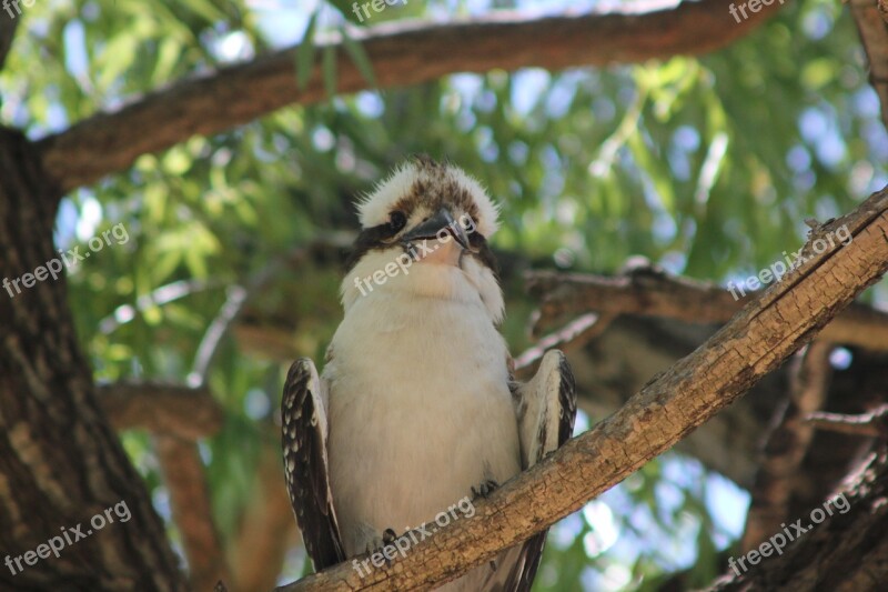 Kookaburra Australia Wildlife Wild Animal