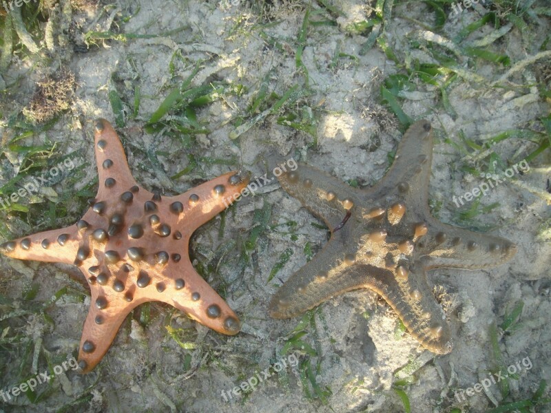 Starfish Beach Tropical Sea Seashore