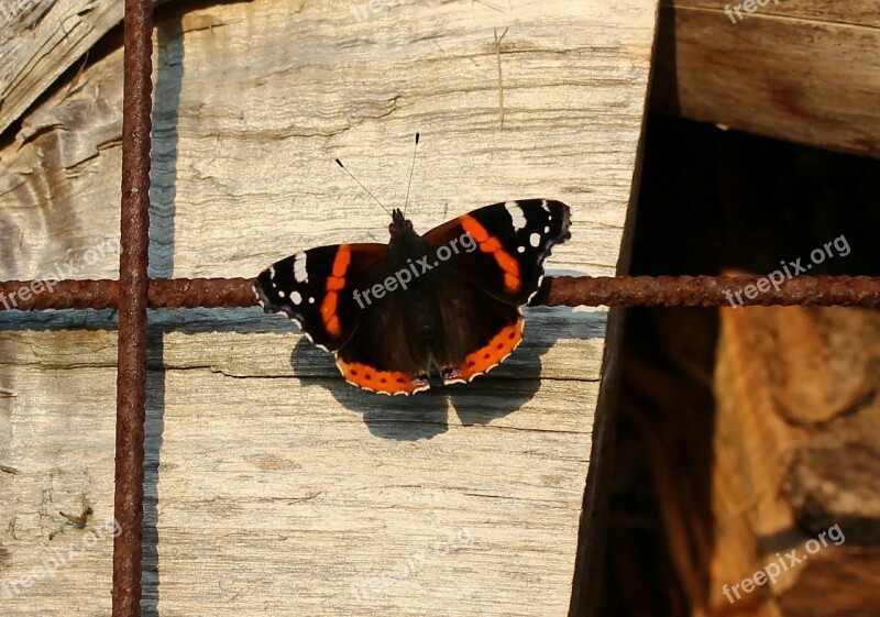 Admiral Vanessa Atalanta Pyrameis Atalanta Butterfly Edelfalter