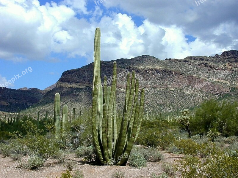 Cactus Desert Organ Pipes National Park Organ Pipe Cactus National Monument Organ Pipe Cactus