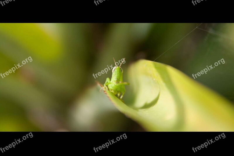 Grasshopper Nature Grass Insect Closeup