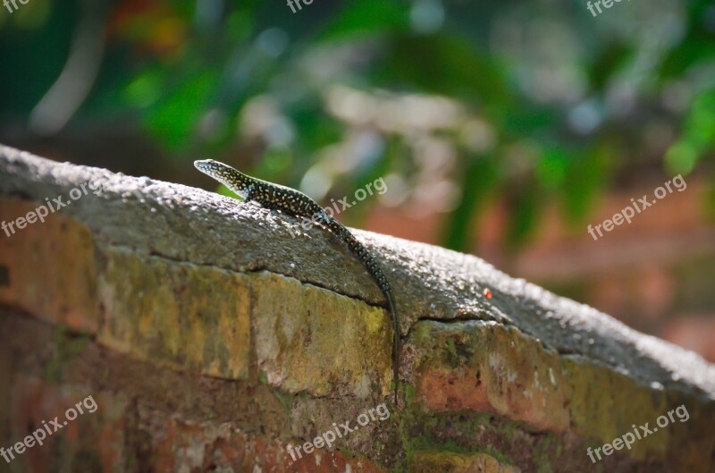 Lizard Animal Wildlife Crawling Crawl