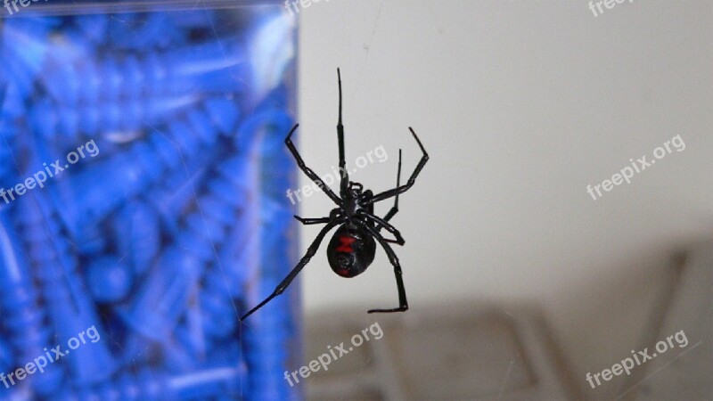 Black Widow Spider Venomous Danger Poisonous