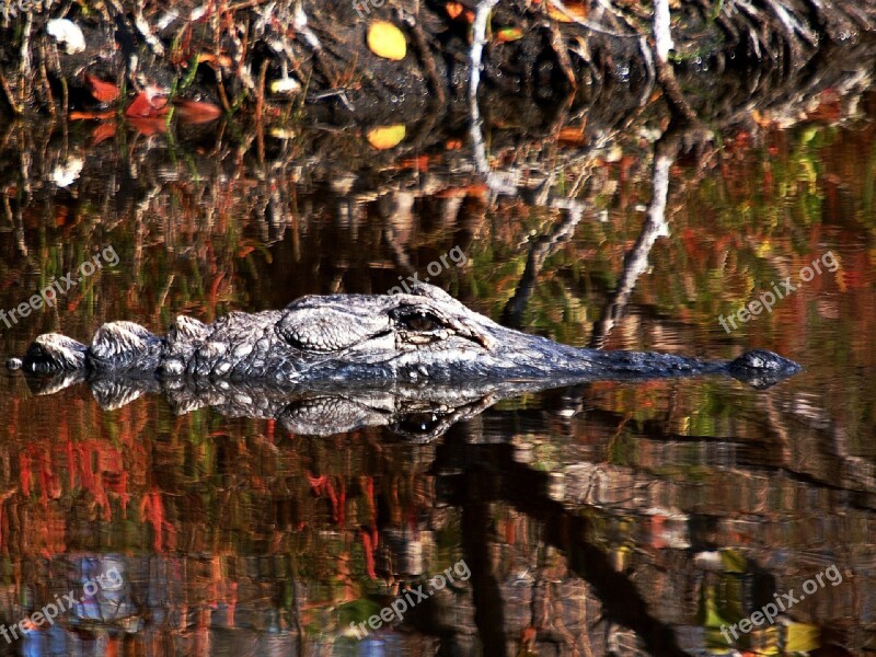 Alligator Reptile Water Nature Wildlife