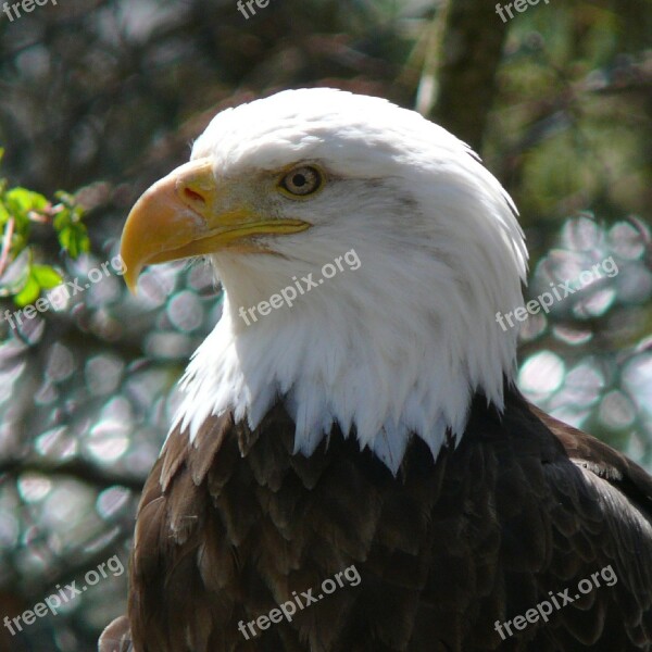 Bald Eagle Bird Adult Perched Nature