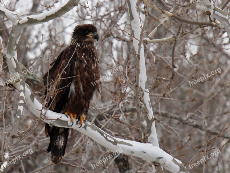 Eagle Bird Juvenile Perched Nature