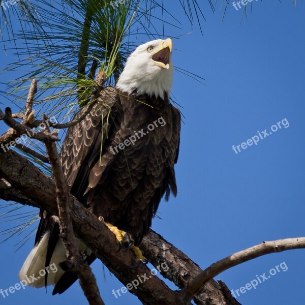 Bald Eagle Raptor Bird Adult Perched